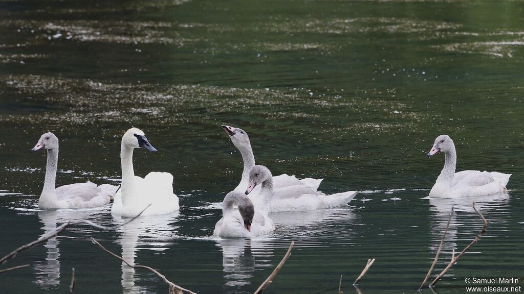 Trumpeter Swan