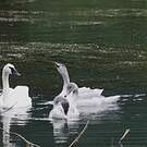 Cygne trompette