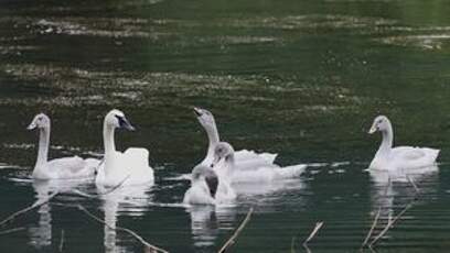 Cygne trompette