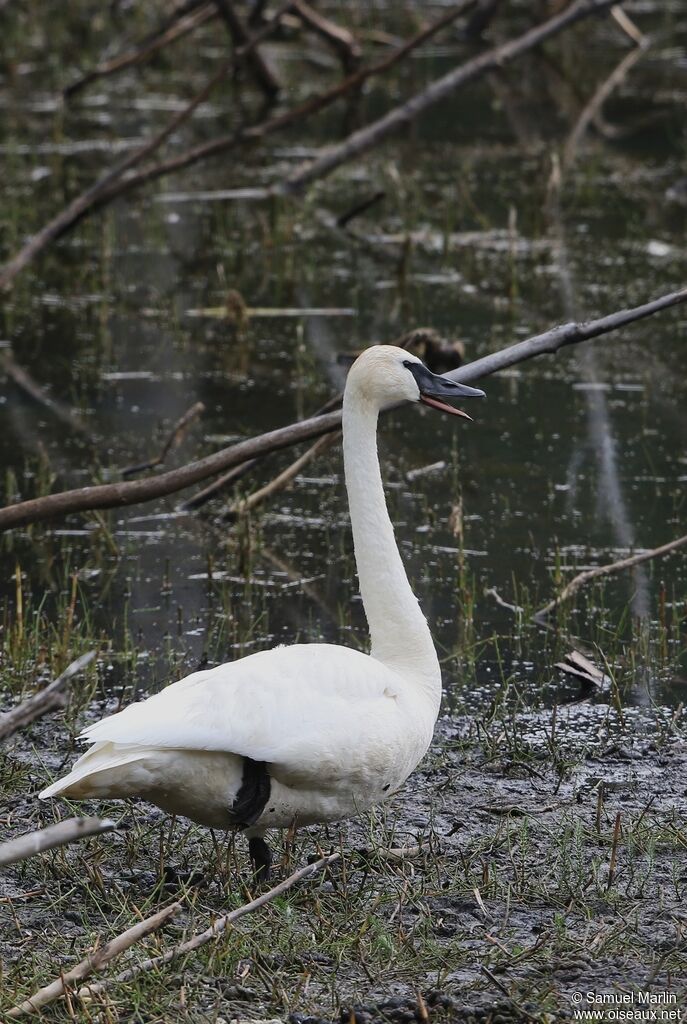 Cygne trompette femelle adulte