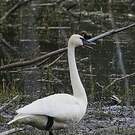 Cygne trompette