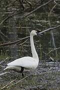 Cygne trompette