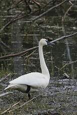 Cygne trompette