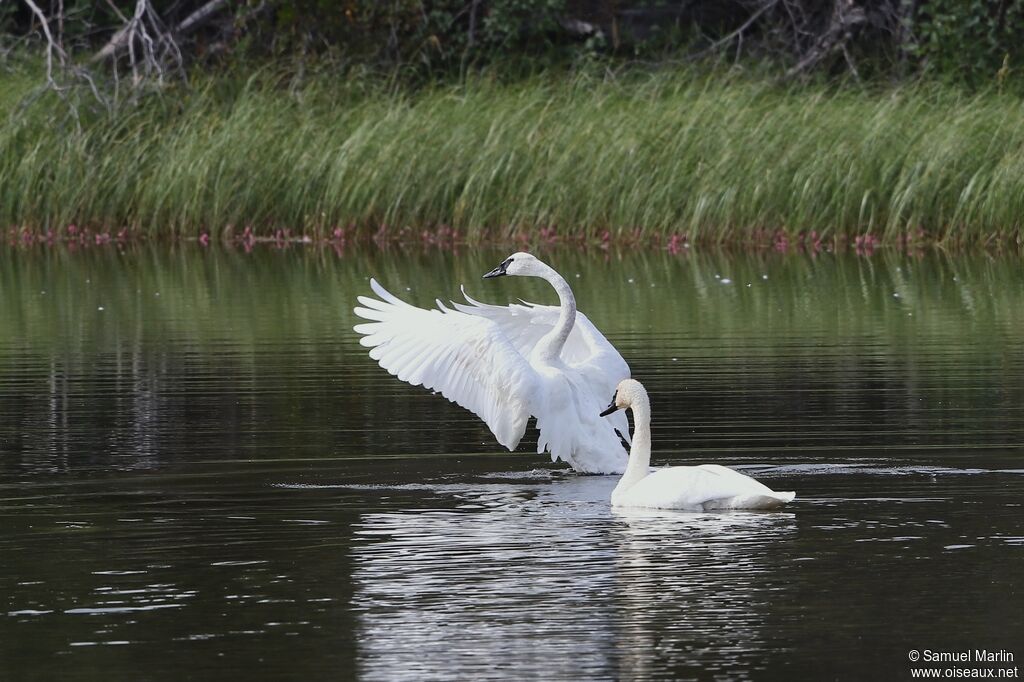 Cygne trompetteadulte internuptial