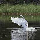 Cygne trompette