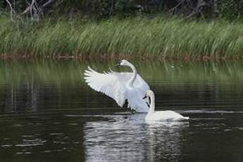 Cygne trompette