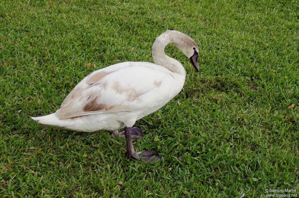 Cygne tuberculéimmature