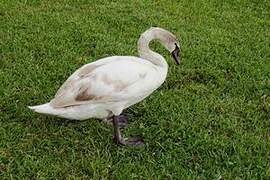 Cygne tuberculé