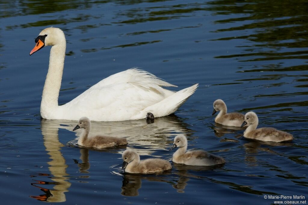 Mute Swan