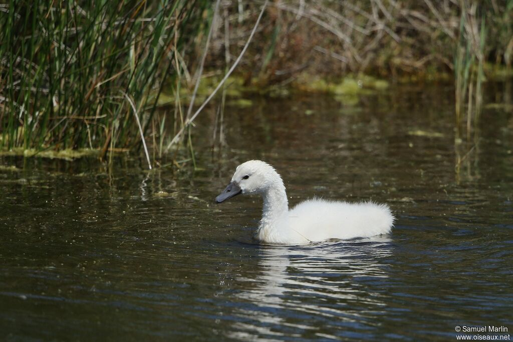 Cygne tuberculéjuvénile