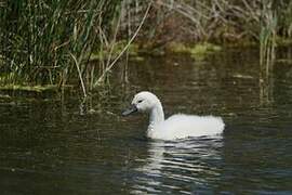 Mute Swan