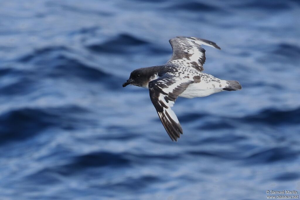 Cape Petreladult, Flight