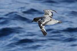 Cape Petrel