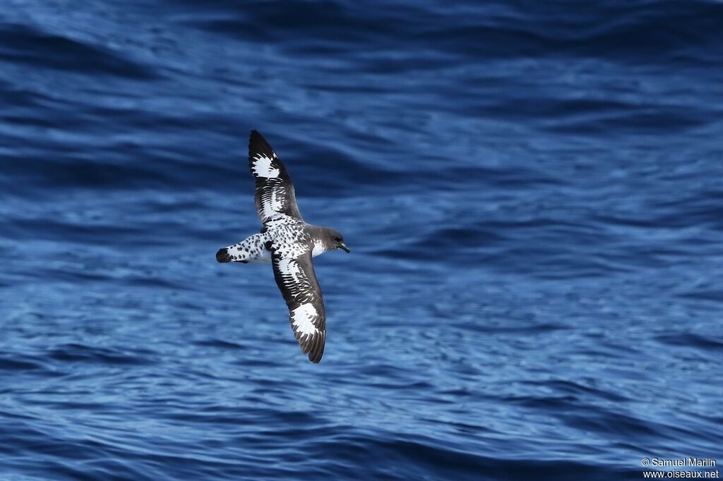 Cape Petreladult, Flight