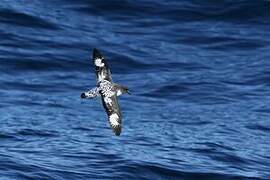 Cape Petrel