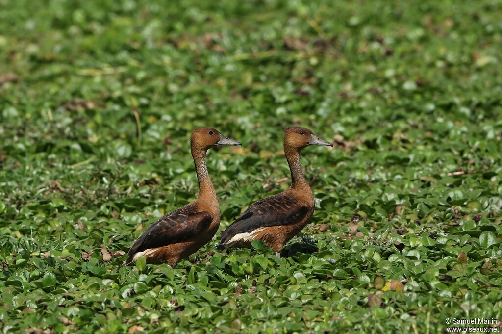 Fulvous Whistling Duck