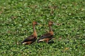 Fulvous Whistling Duck