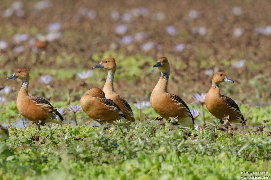 Fulvous Whistling Duckadult