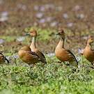Dendrocygne fauve