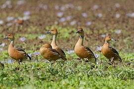 Fulvous Whistling Duck