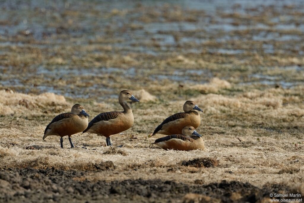 Dendrocygne siffleuradulte