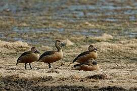 Lesser Whistling Duck