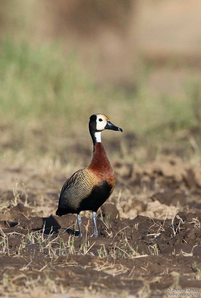 White-faced Whistling Duckadult