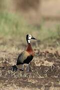 White-faced Whistling Duck