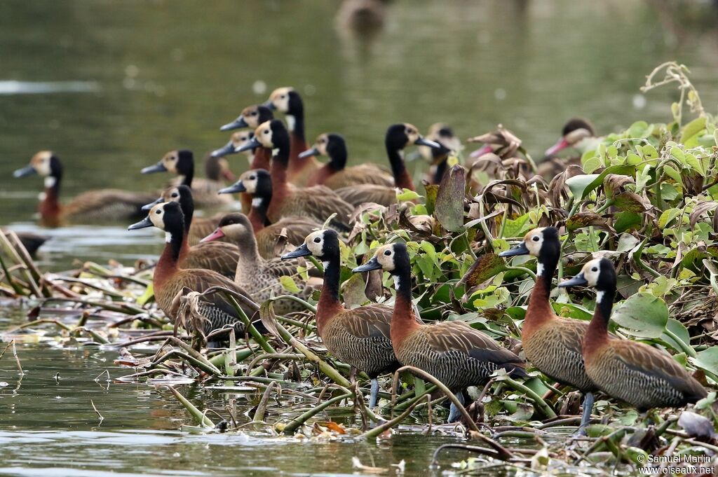 Dendrocygne veufadulte