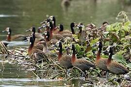 White-faced Whistling Duck