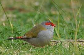 Red-browed Finch