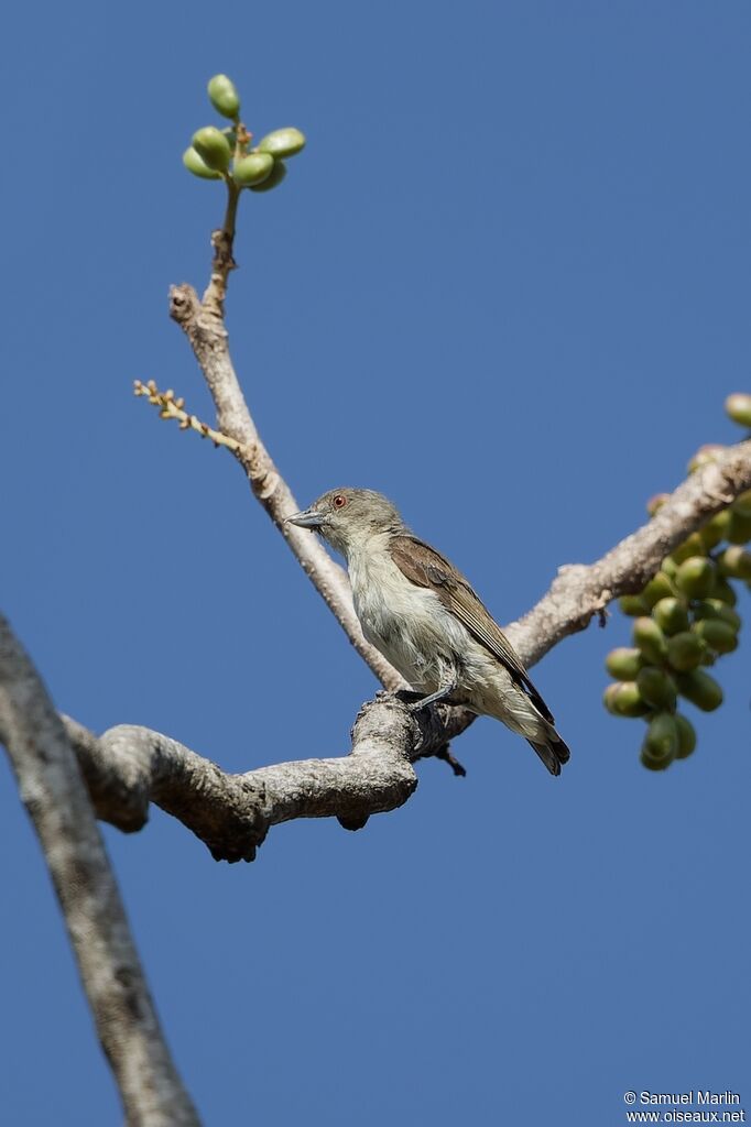 Thick-billed Flowerpecker