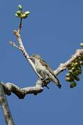 Thick-billed Flowerpecker