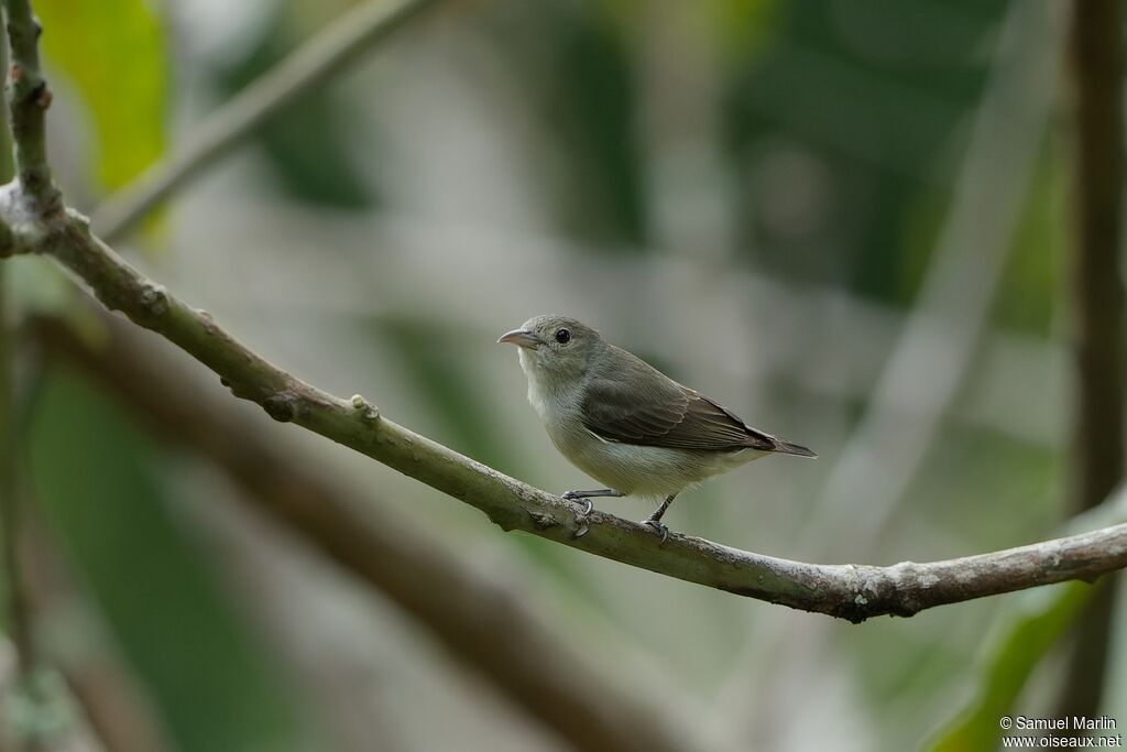 Pale-billed Flowerpeckeradult