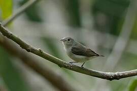 Pale-billed Flowerpecker