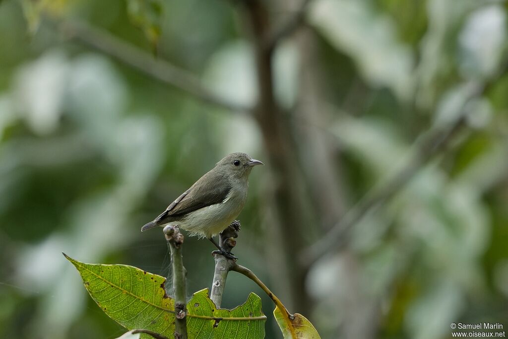 Pale-billed Flowerpecker