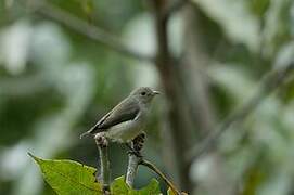 Pale-billed Flowerpecker