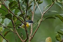 Legge's Flowerpecker