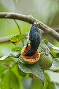 Legge's Flowerpecker