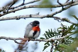 Mistletoebird