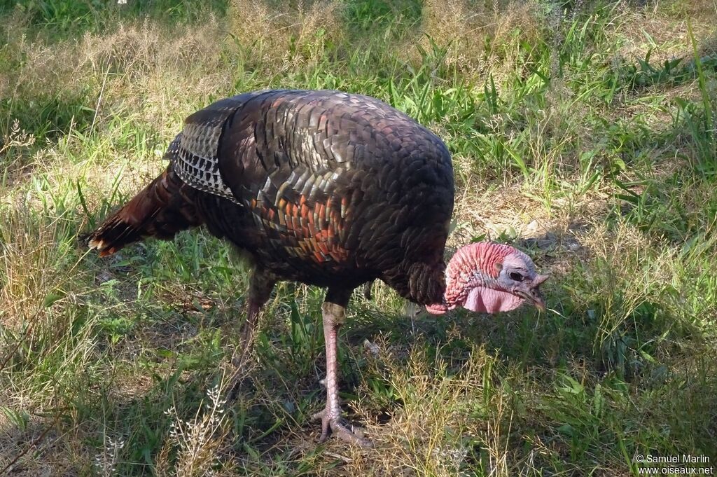 Wild Turkey female adult