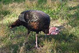 Wild Turkey