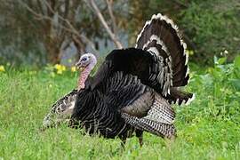 Wild Turkey