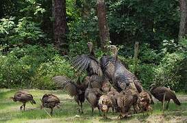 Wild Turkey