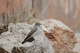 Rufous-naped Ground Tyrant