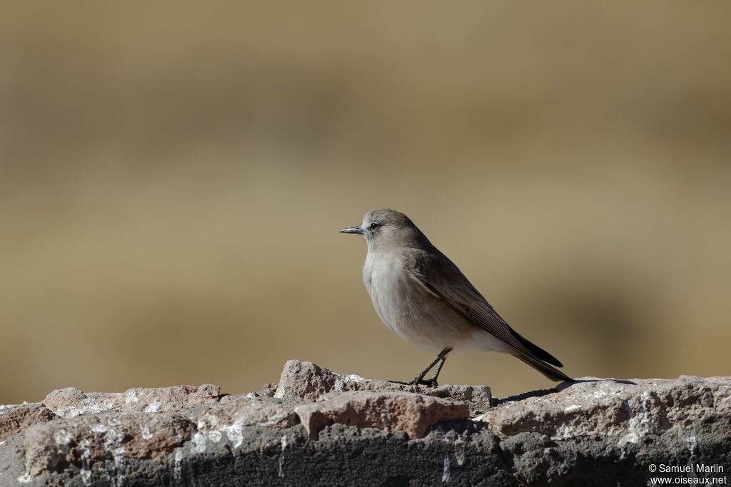 White-fronted Ground Tyrantadult