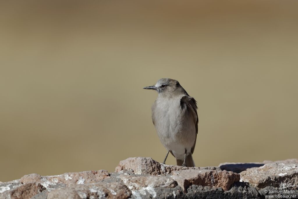 White-fronted Ground Tyrantadult