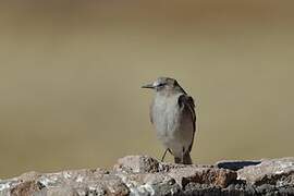 White-fronted Ground Tyrant