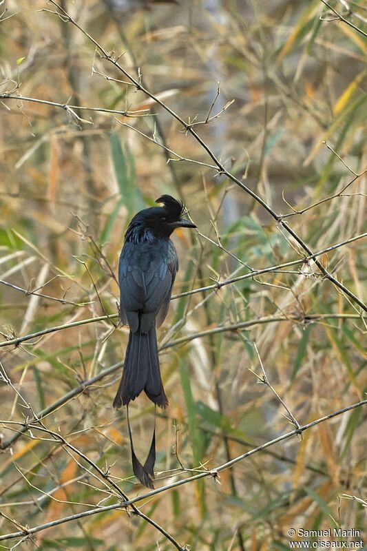 Greater Racket-tailed Drongo male adult