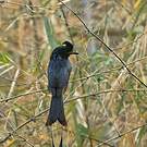 Drongo à raquettes